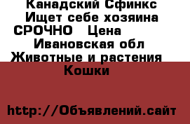 Канадский Сфинкс Ищет себе хозяина СРОЧНО › Цена ­ 5 000 - Ивановская обл. Животные и растения » Кошки   